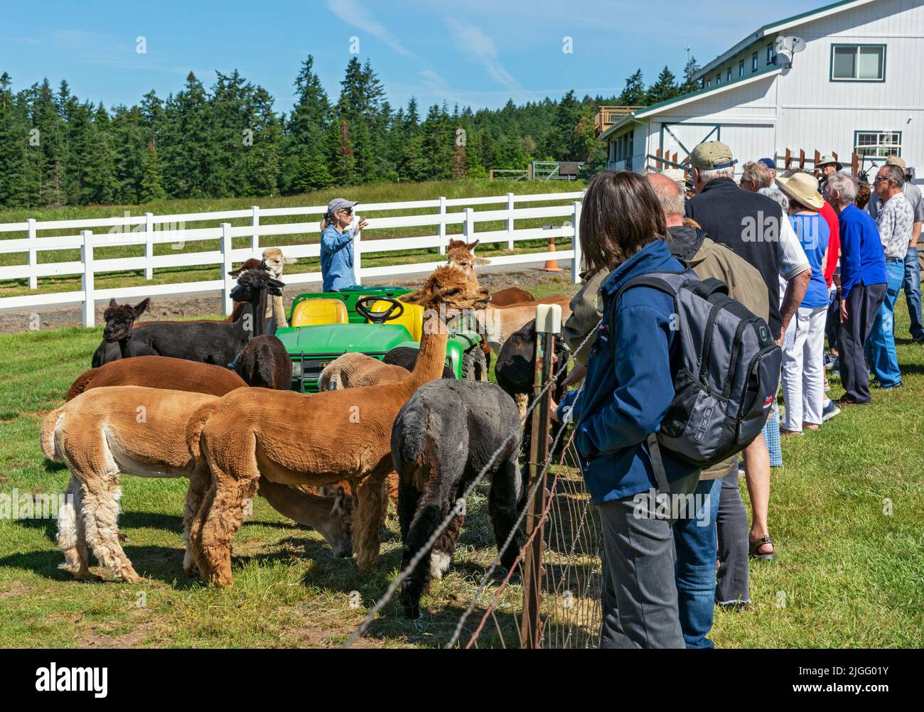 Washington, Isla de San Juan, Krystal Acres Alpaca Farm, el propietario hace una presentación a los visitantes Foto de stock