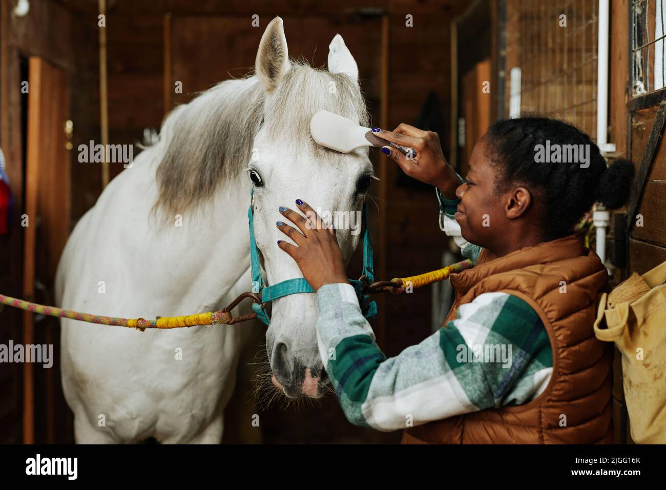 Retrato de sonriente niña afroamericana cuidando de caballo blanco en los establos y cepillándose el pelo Foto de stock