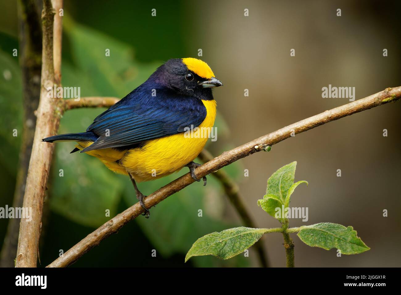Euphonia de vientre anaranjado - Euphonia xanthogaster Pájaro negro y amarillo de la familia Fringillidae, encontrado en Sudamérica, subtropical o tropical mo Foto de stock