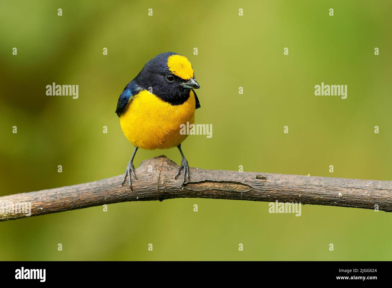 Euphonia de vientre anaranjado - Euphonia xanthogaster Pájaro negro y amarillo de la familia Fringillidae, encontrado en Sudamérica, subtropical o tropical mo Foto de stock