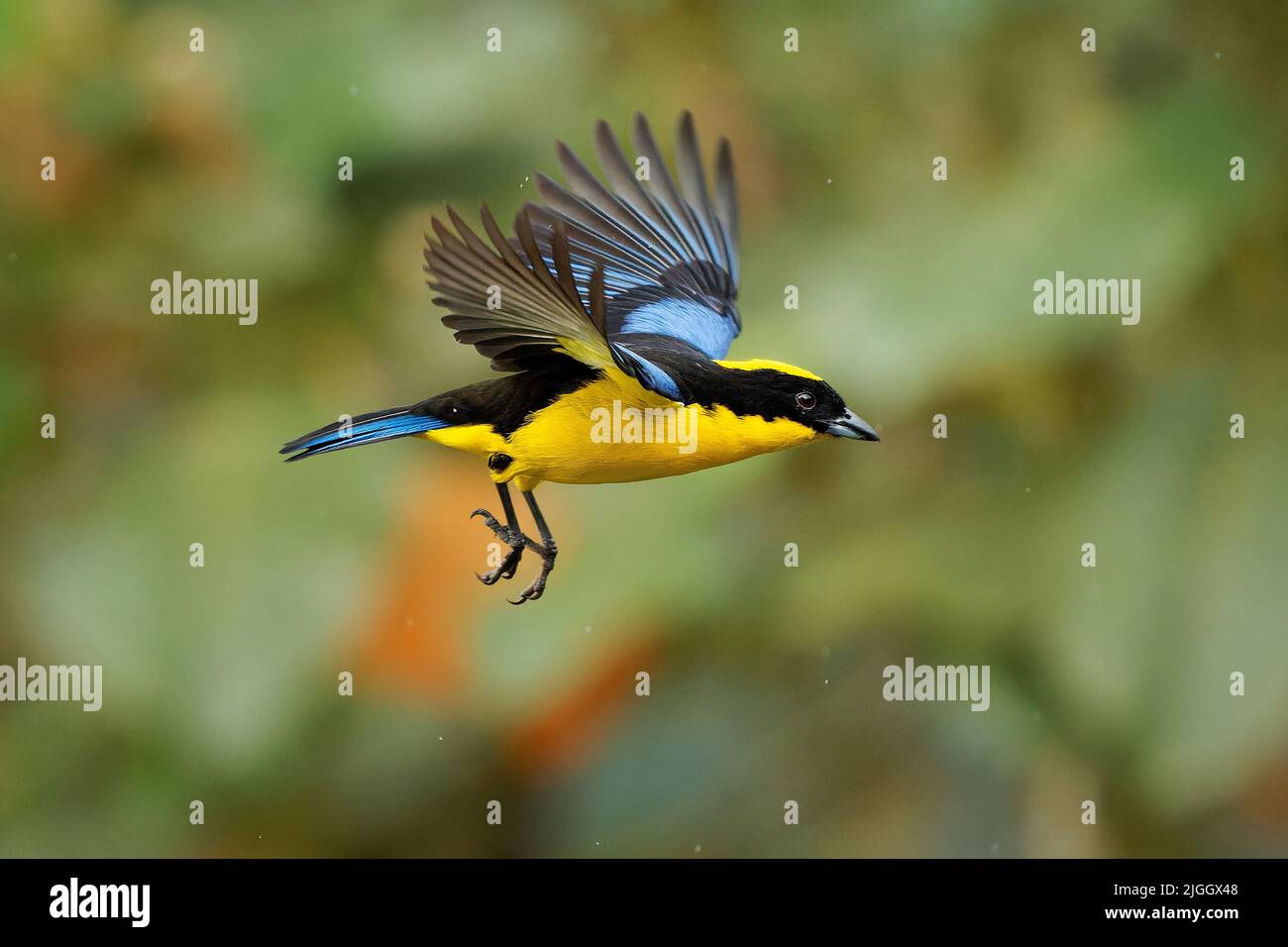 Tanager de montaña de borde azul o de alas azules - Anisognathus somptuosus pájaro amarillo en Thraupidae, bosque de tierras altas y bosques en los Andes de Boli Foto de stock
