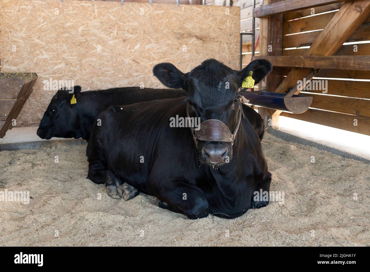 El toro negro está en el granero. El concepto de cría de ganado. El toro en la granja. Foto de stock
