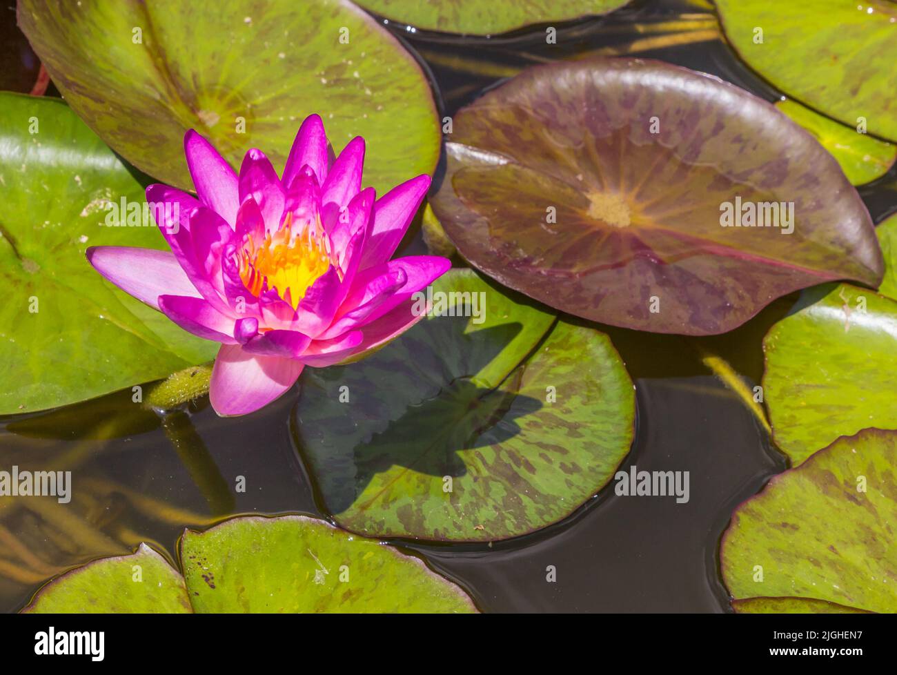 Lirio rosa en el estanque en el parque Westfalen de Dortmund, Alemania Foto de stock