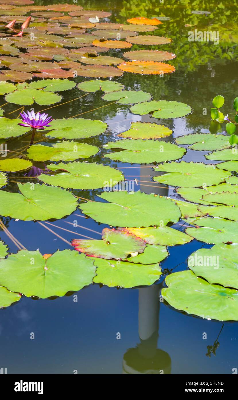 Reflejo de la torre de televisión en un estanque con hojas verdes en Dortmund, Alemania Foto de stock