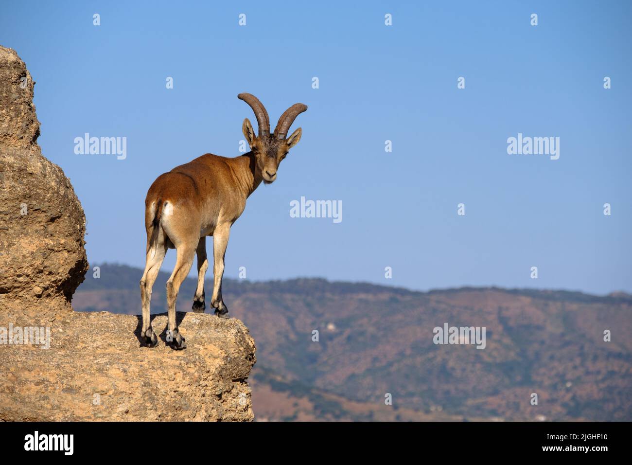 Ibex salvaje en el pueblo de Comares en la Axarquía de Málaga, Andalucía Foto de stock