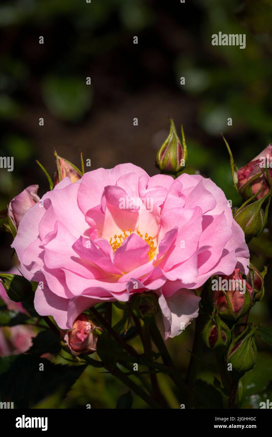 Feliz jubilación fotografías e imágenes de alta resolución - Alamy