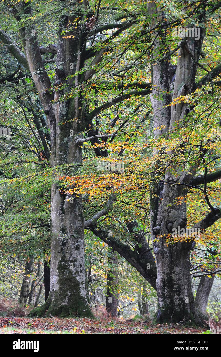 Los árboles de haya en Mark Ash Wood, Bolderwood Ornamental Drive, New Forest National Park, Hampshire, Reino Unido Foto de stock