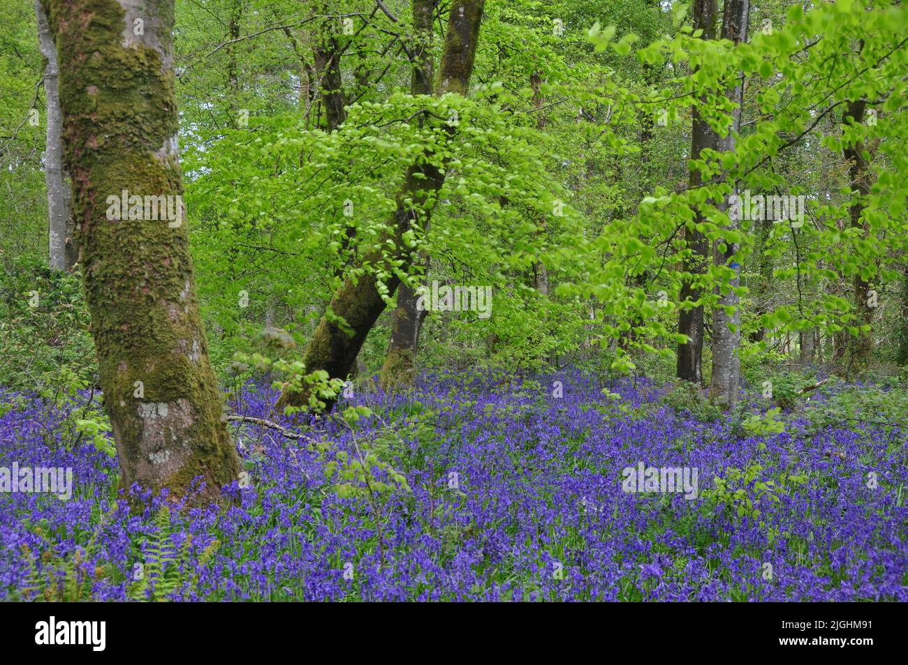 Bluebells en plantación de haya, Delcombe Wood, Dorset, Reino Unido Foto de stock