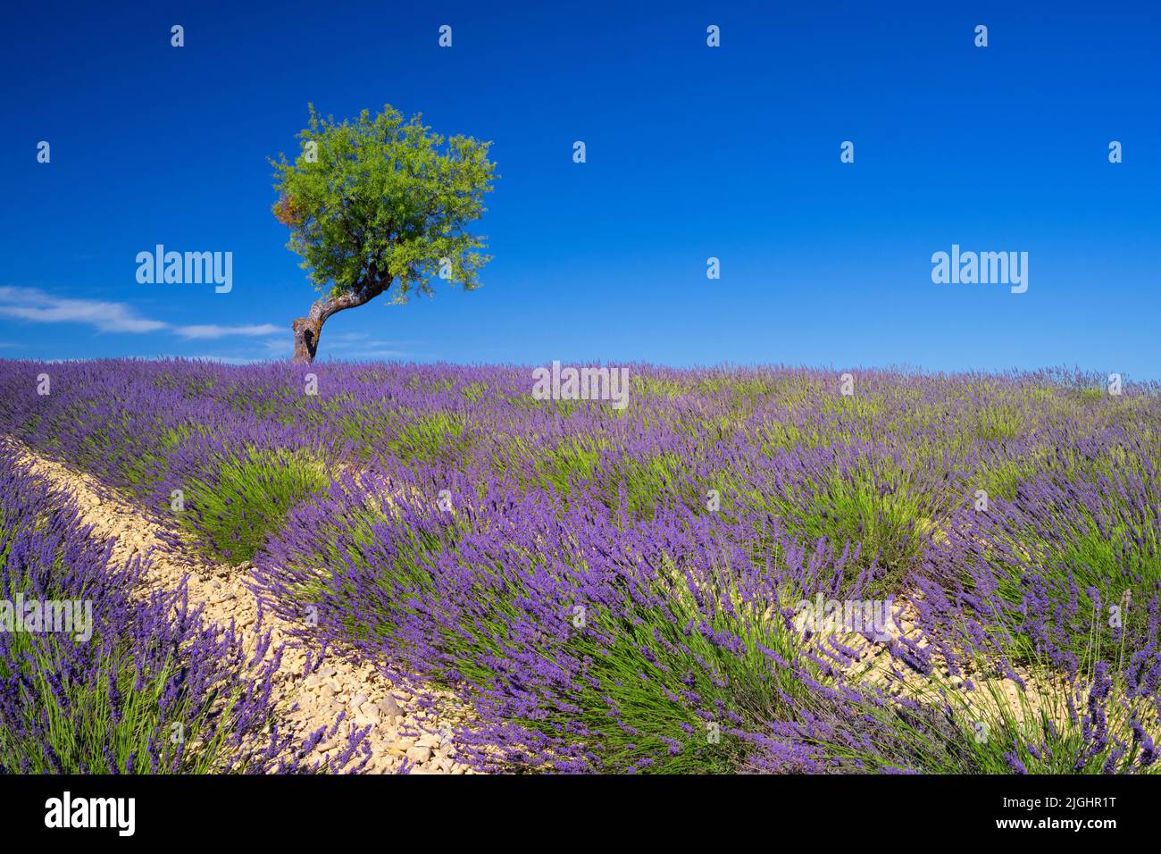 Vista del campo de lavanda con un árbol en verano, Valensole, Francia Foto de stock