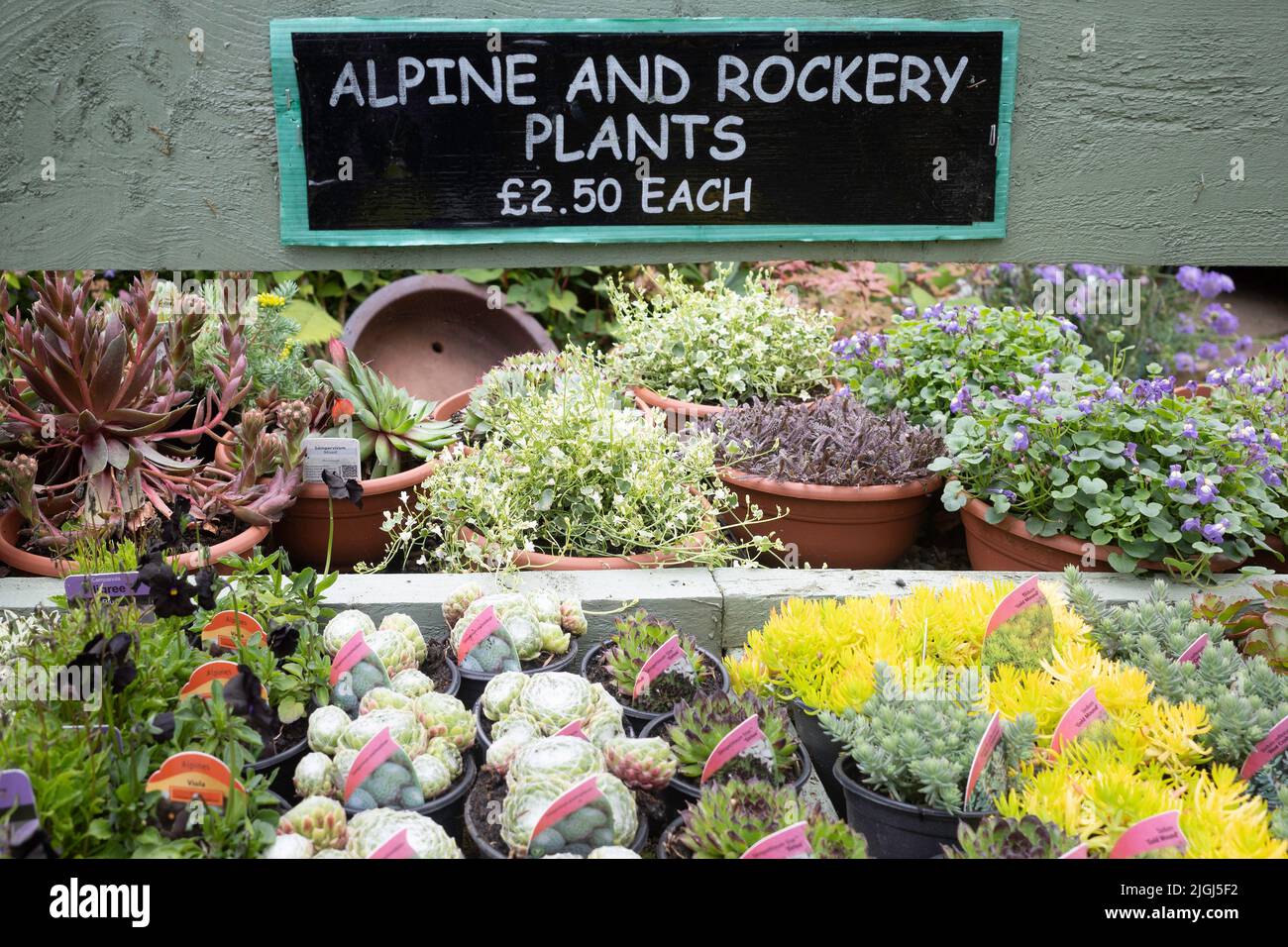 Alpine y rocalla las plantas de venta en un centro de jardinería de North Yorkshire en verano Foto de stock
