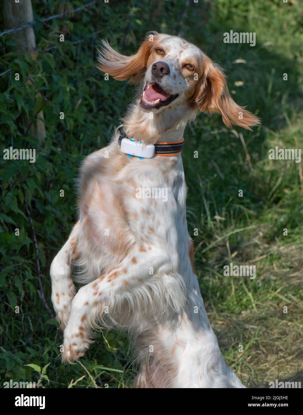 Perro setter inglés parado en sus pies traseros con orejas 'volando' y mandíbulas ligeramente abiertas mirando a la presa, Berkshire, julio Foto de stock