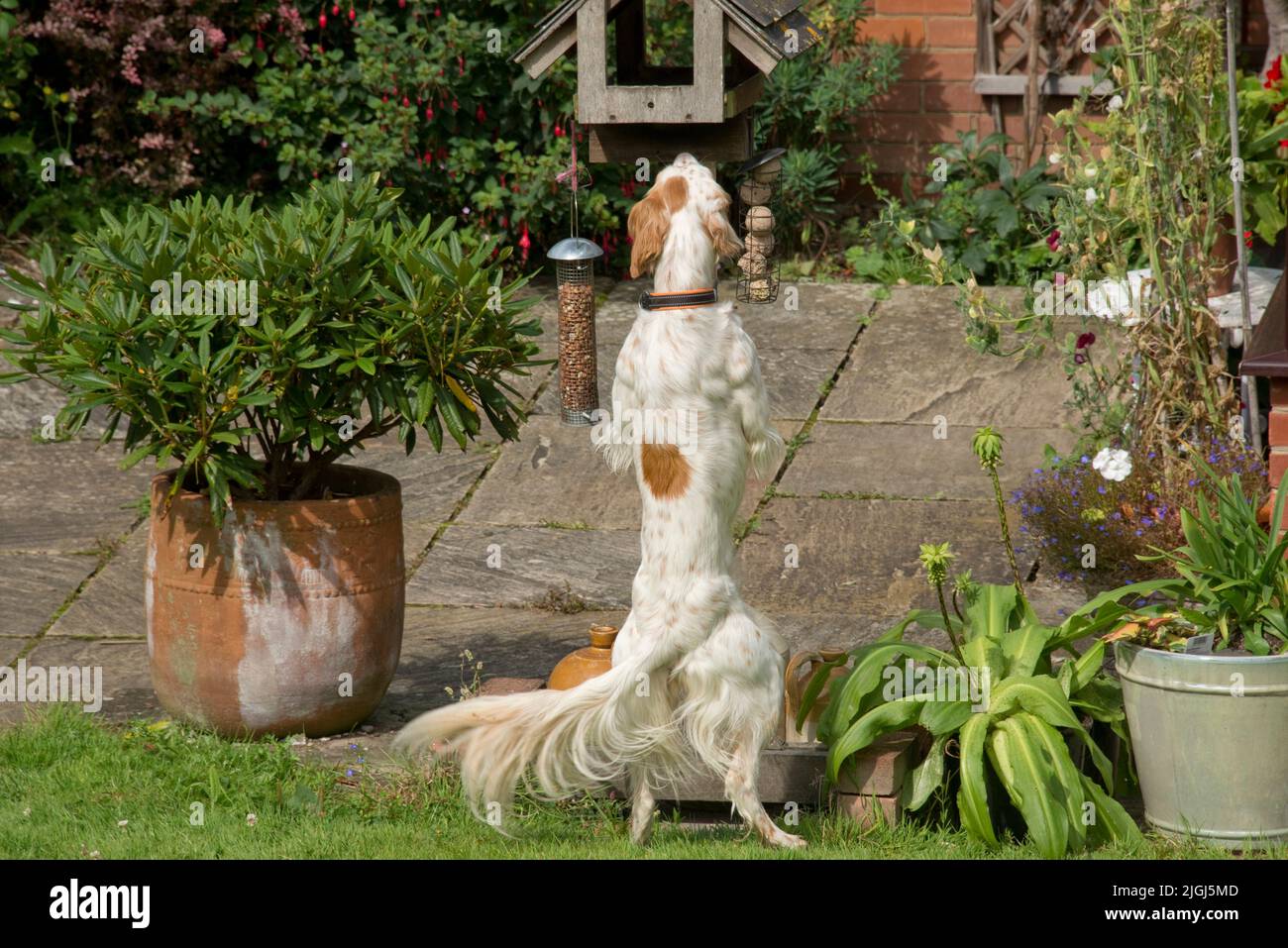 Perro setter inglés parado en sus piernas traseras mirando en una tabla de alimentación de pájaros con la cola larga swishing, Berkshire, agosto Foto de stock