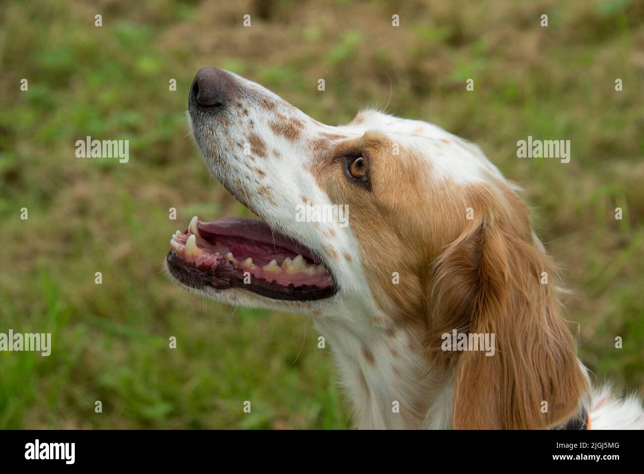 Cabeza de una perra inglesa setter, las mandíbulas ligeramente abiertas con ojos marrones mirando atentamente, Berkshire, agosto Foto de stock
