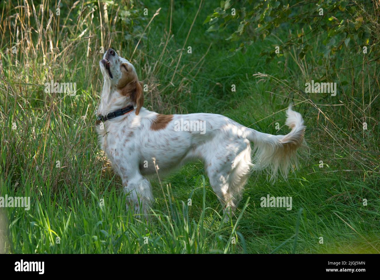 Perro setter inglés parado con la nariz levantada y la boca levemente cogiendo un olor en bosque ligero, Berkshire, agosto Foto de stock