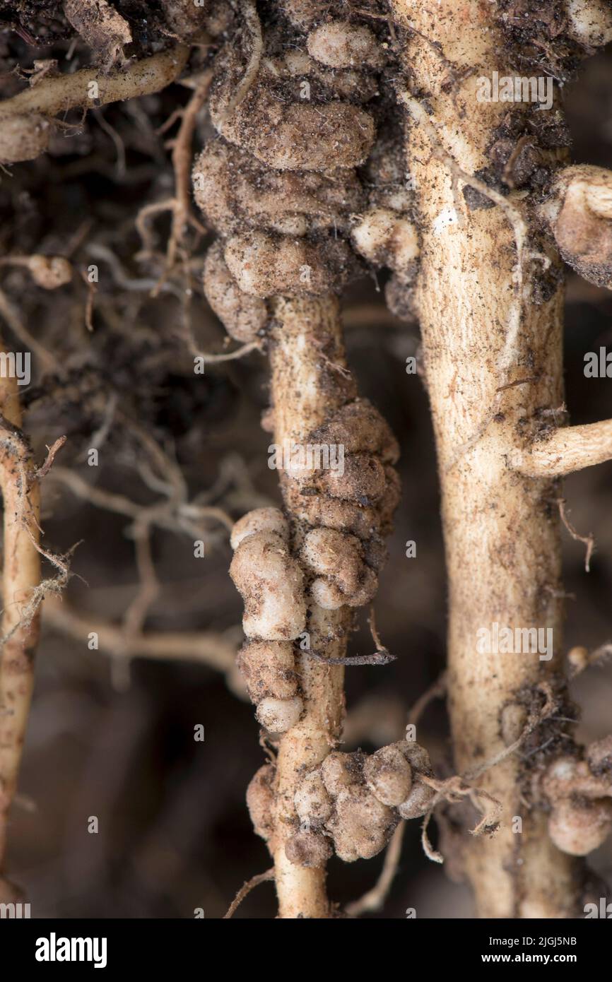 Nódulos de fijación de nitrógeno en las raíces de la planta de altramuces (Lupinus spp.), efectivos en la fijación de nitogen gaseoso con bacterias simbióticas de rizobio. Foto de stock