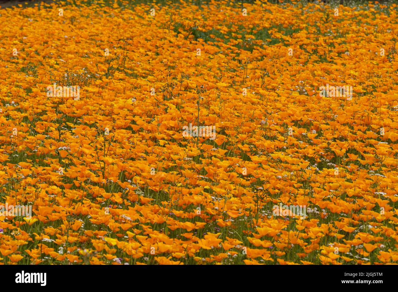 Prueba de plantación de flores silvestres en tierras comunes no cultivadas en Kelso, Escocia, organizada por el Consejo de Fronteras Escocés. Amapolas de California. Foto de stock