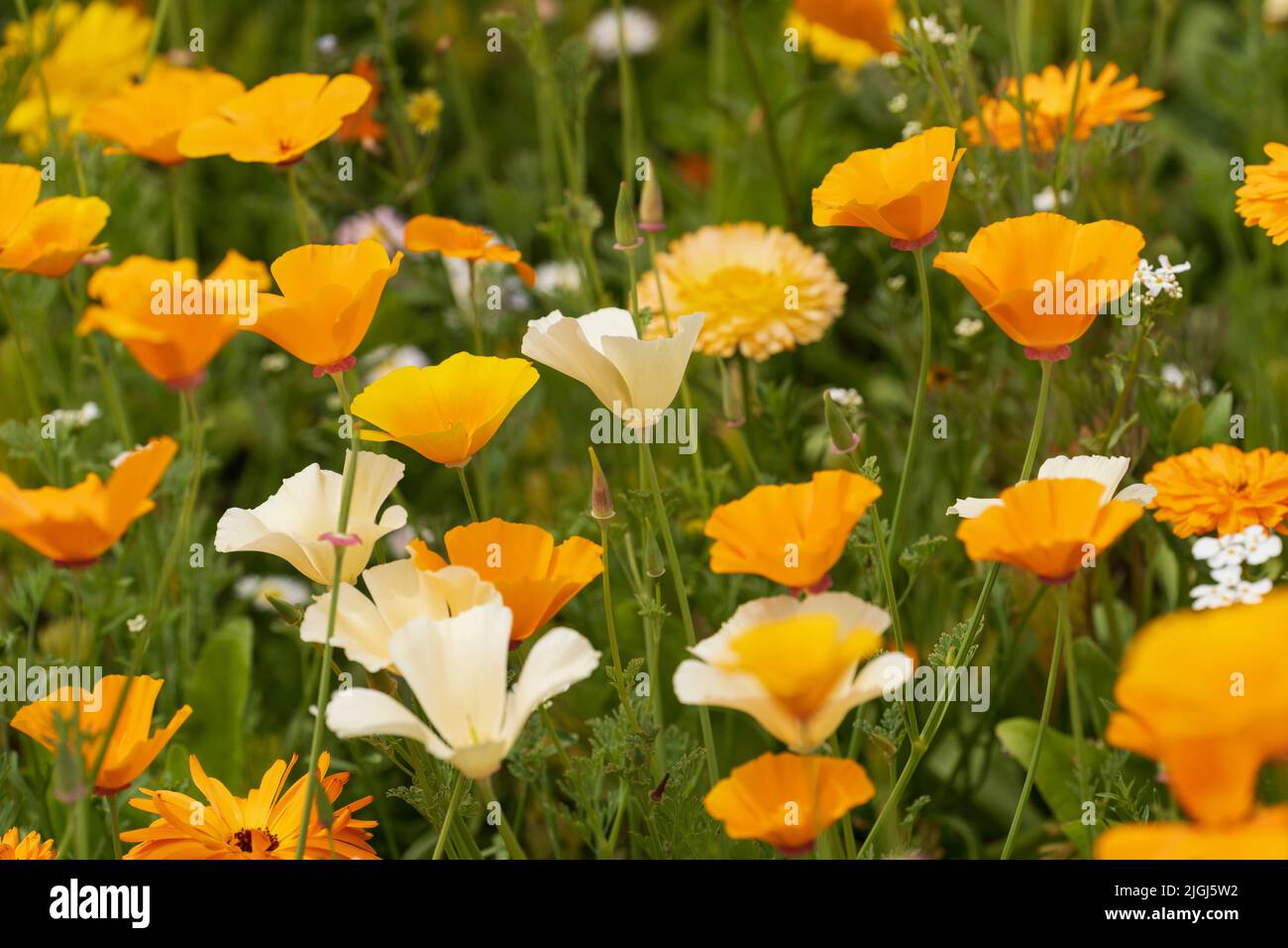 Prueba de plantación de flores silvestres en tierras comunes no cultivadas en Kelso, Escocia, organizada por el Consejo de Fronteras Escocés. Amapolas de California. Foto de stock