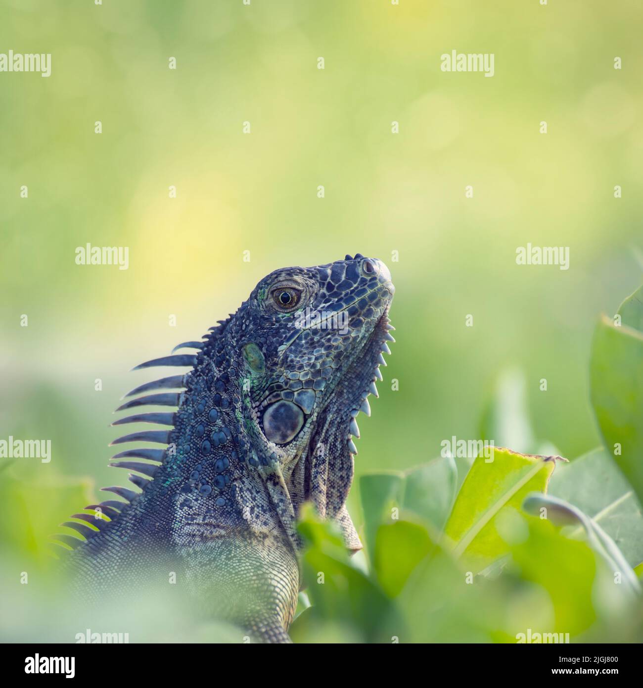 Iguana Grande en Plantas , Close Up Foto de stock