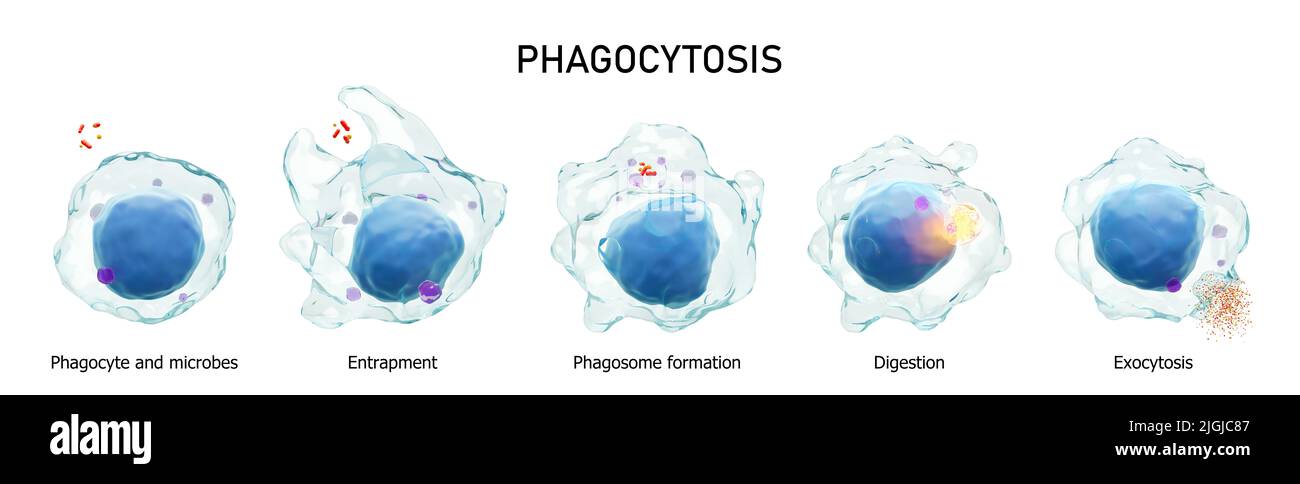 Fagocitosis . El proceso paso a paso de los macrófagos es tragar y matar microbios . Fondo blanco aislado . Concepto de inmunidad médica . 3D rende Foto de stock