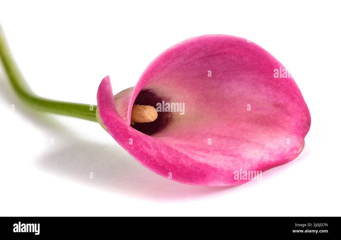 Flor de calla rosa aislada sobre fondo blanco Foto de stock