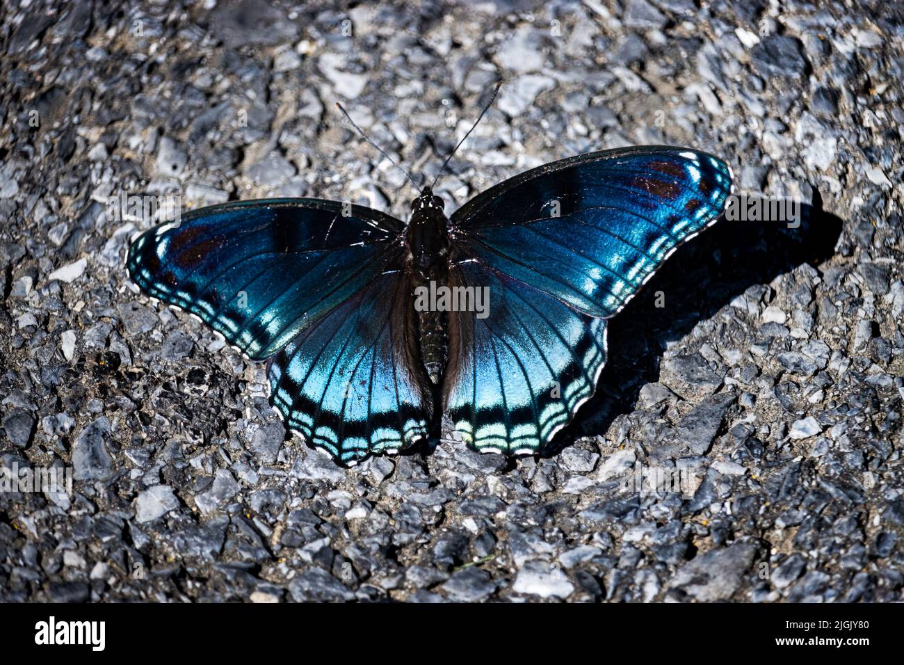 Una mariposa azul iridiscente de color rojo, Limenitis arthemis astyana, sentada en el camino con alas extendidas en primavera o verano Foto de stock