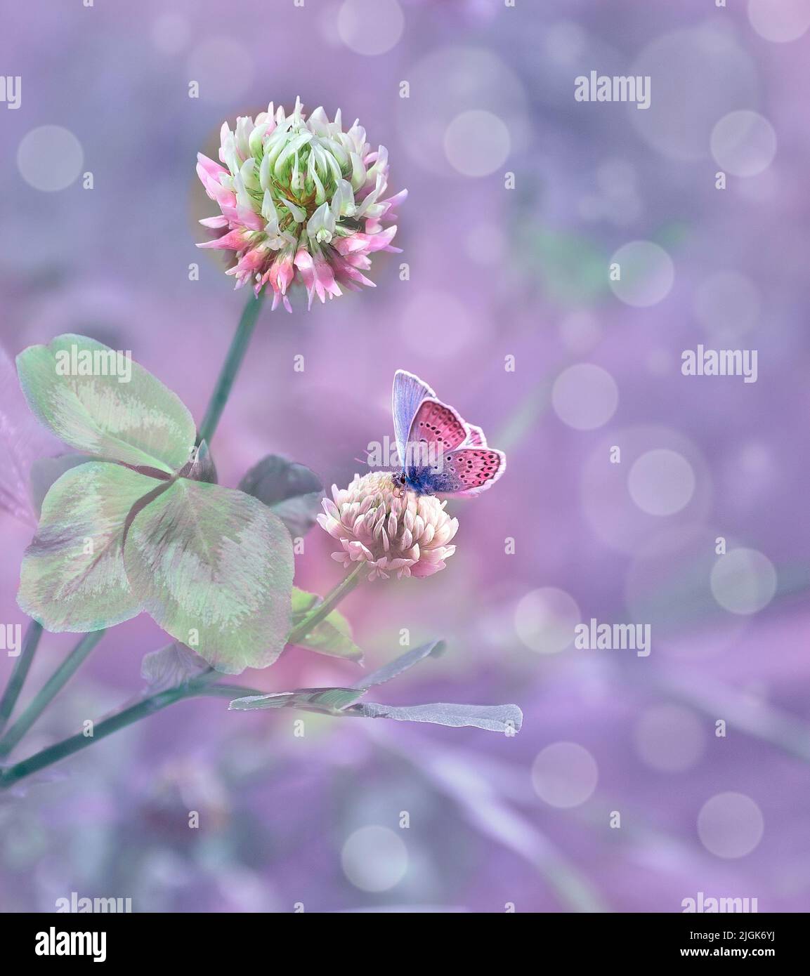 Fondo artístico floral de verano Flores y hojas de trébol rosa (Trifolium) y hermosa mariposa sobre pétalos. Idílico borroso y tonificado estacional Foto de stock