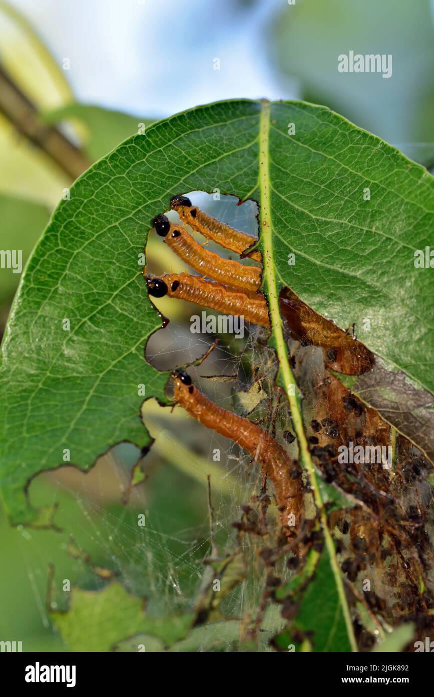 Social Pera sawfly orugas (larvas), Neurotoma saltuum, con cuerpos anaranjados cabezas negras alimentándose en hoja de peral con algunas de sus web visibl Foto de stock