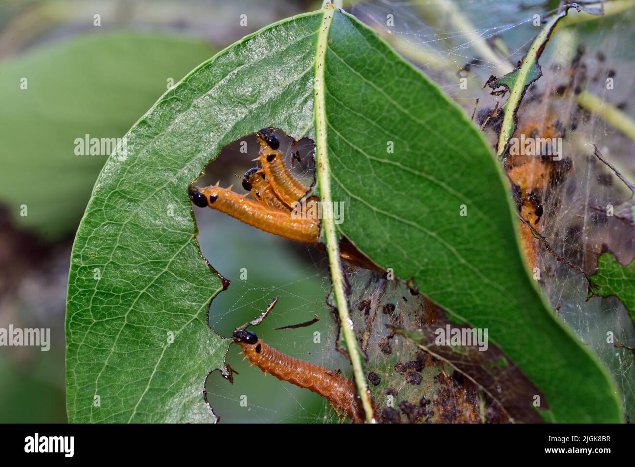 Social Pera sawfly orugas (larvas), Neurotoma saltuum, con cuerpos anaranjados cabezas negras alimentándose en hoja de peral con algunas de sus web visibl Foto de stock