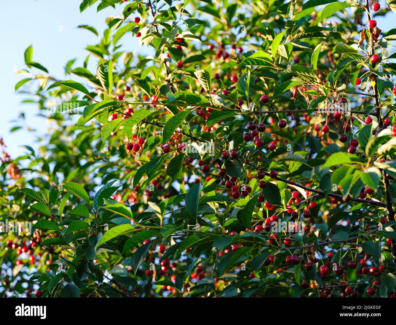 Un árbol Сherry con cerezas maduras sobre él. Foto de stock