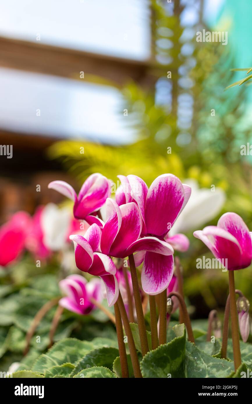 Ciclamen persicum flor, foto de alta calidad Foto de stock