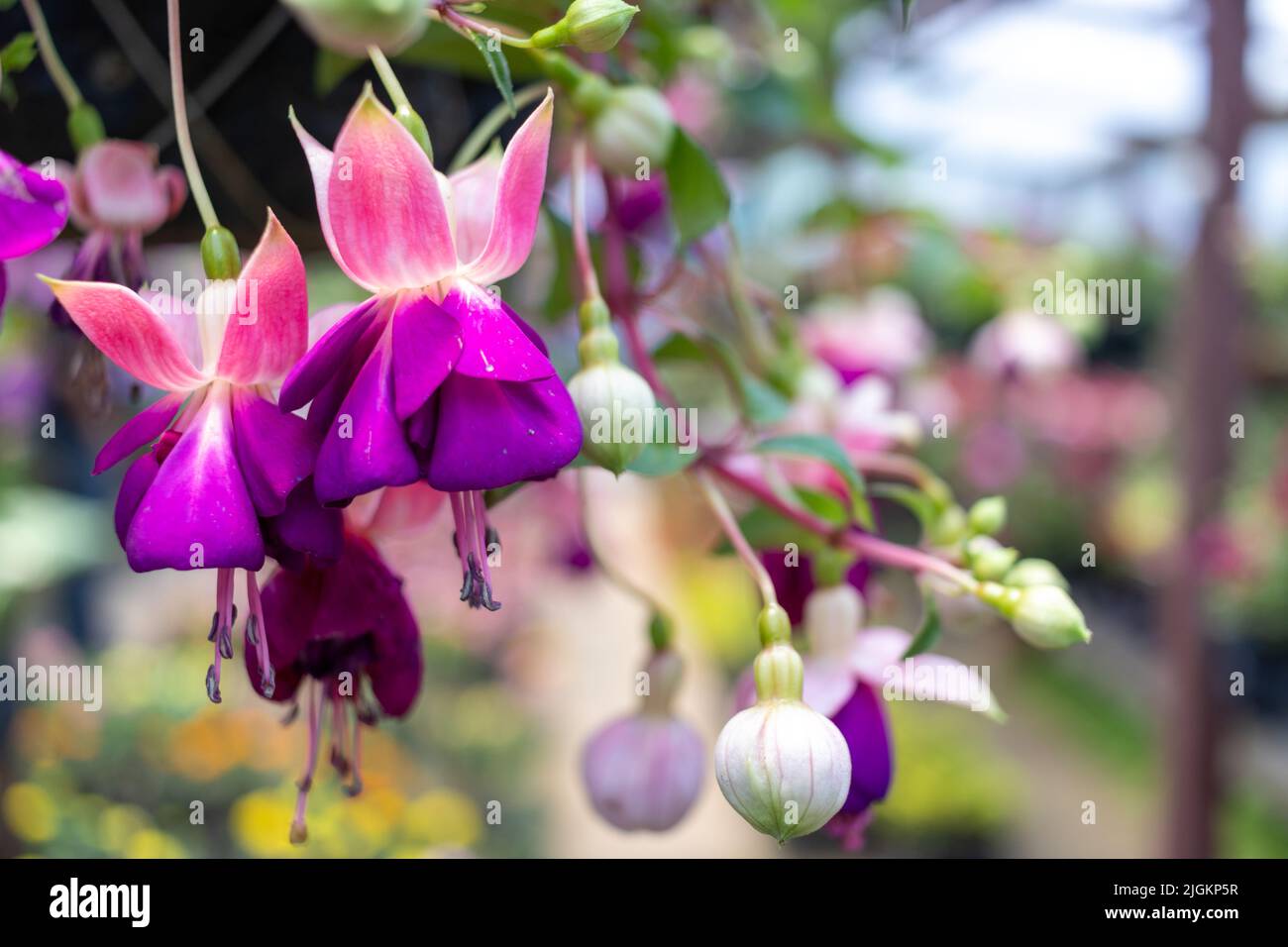 Fucsia hibrida flor, foto de alta calidad Foto de stock