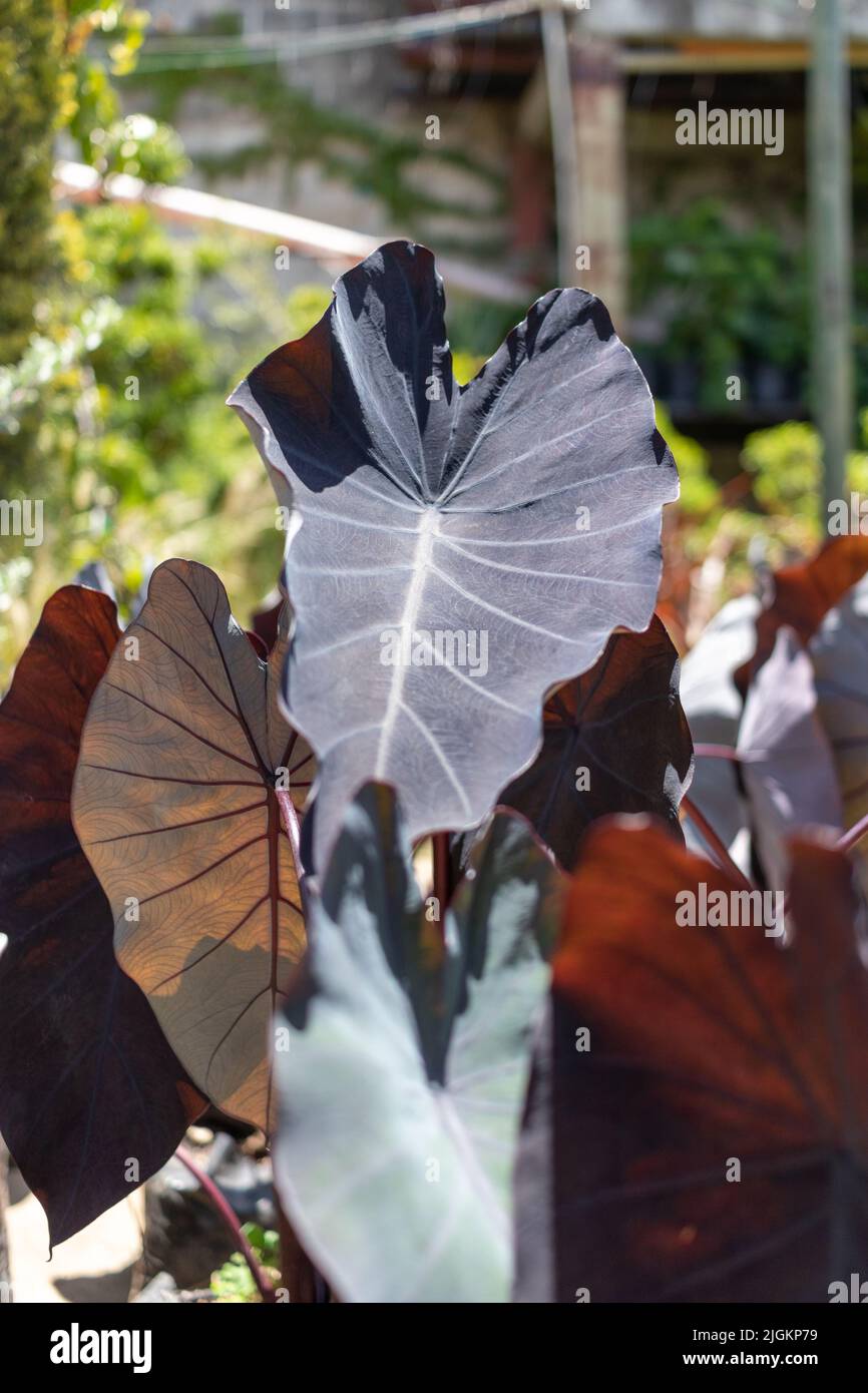 Colocasia esculenta, planta mágica negra. Fotografía de alta calidad Foto de stock