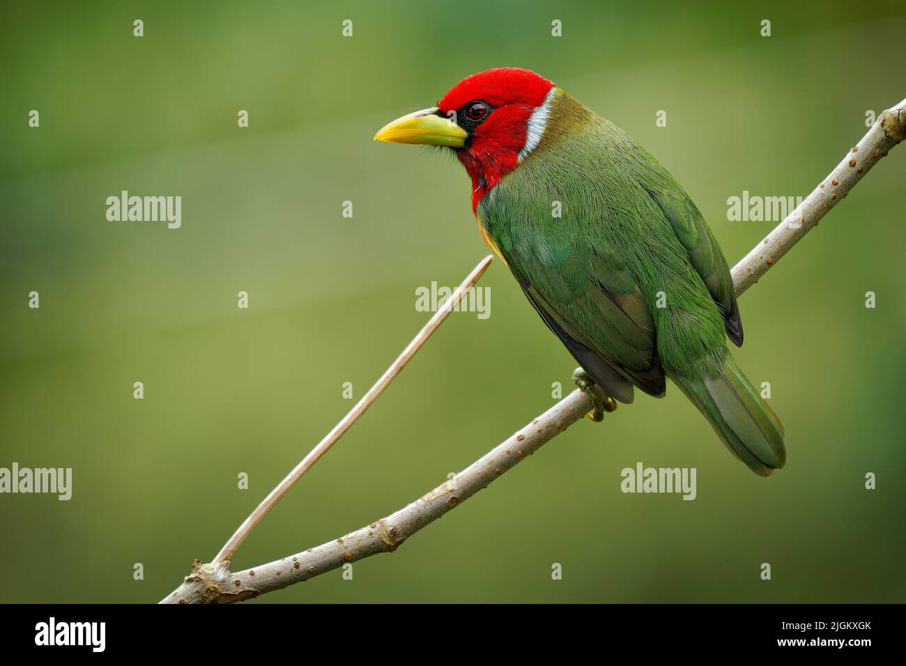 Barbet de cabeza roja - Eubucco bourcierii Pájaro colorido de la familia Capitonidae, encontrado en el bosque húmedo de las tierras altas en Costa Rica y Panamá, Andes en el oeste Foto de stock