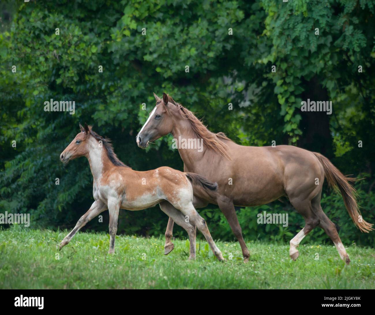 Quarter Horse yegua y potro Foto de stock