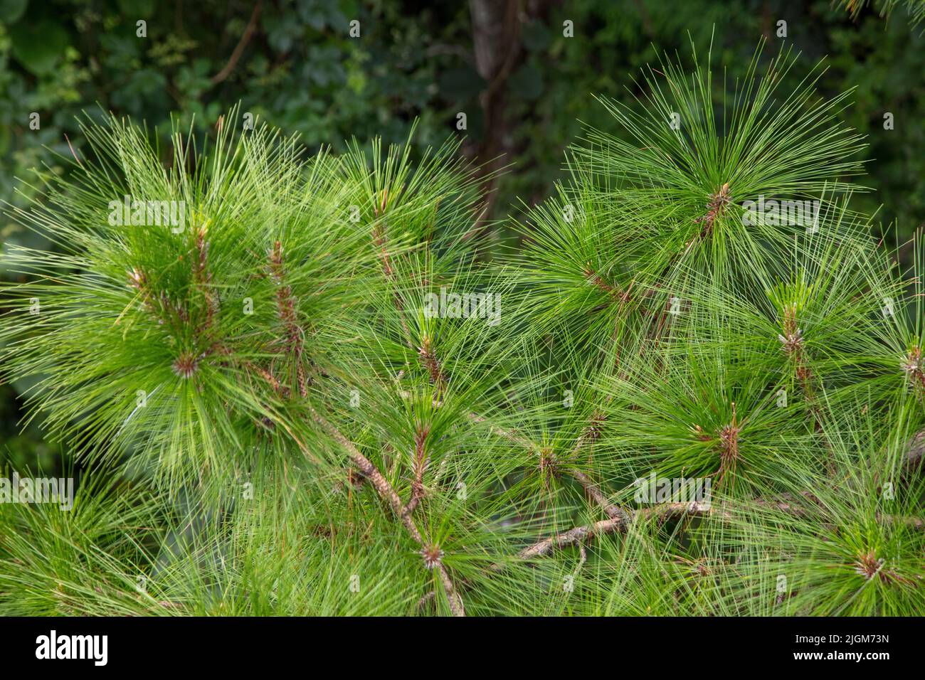 Los pinos se ven desde la pasarela sobre el dosel en el Jardín Botánico Queen Sirikit, no muy lejos de CHIANG Mai, TAILANDIA Foto de stock