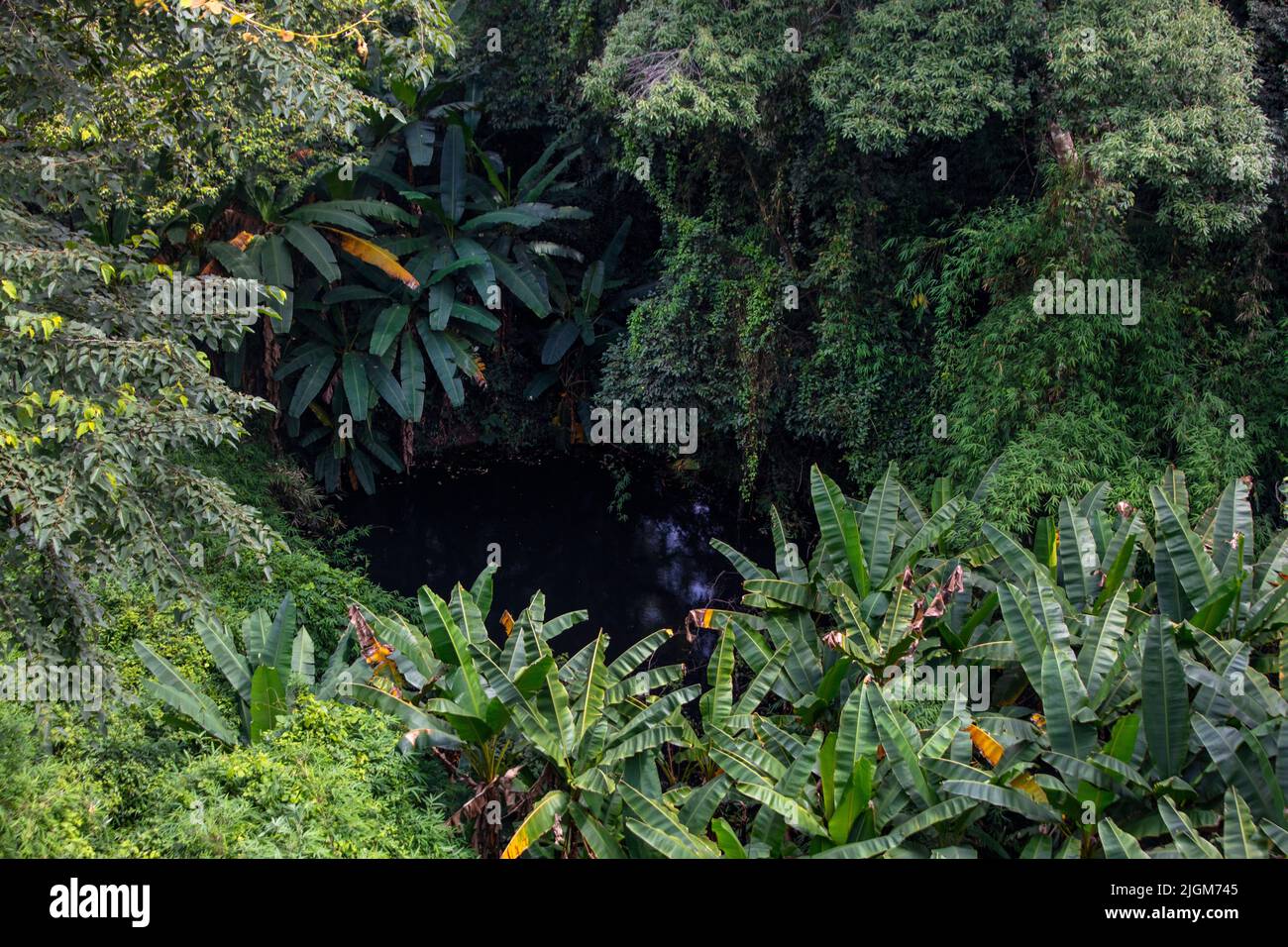 Un estanque natural con plantas bananeras se ve el Jardín Botánico Sirikit no muy lejos de CHIANG MAI, TAILANDIA Foto de stock
