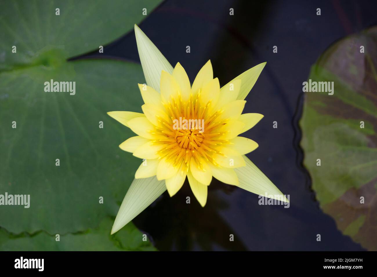 Flor de loto amarillo en el Jardín Botánico Reina Sirikit no lejos de CHIANG Mai, TAILANDIA Foto de stock