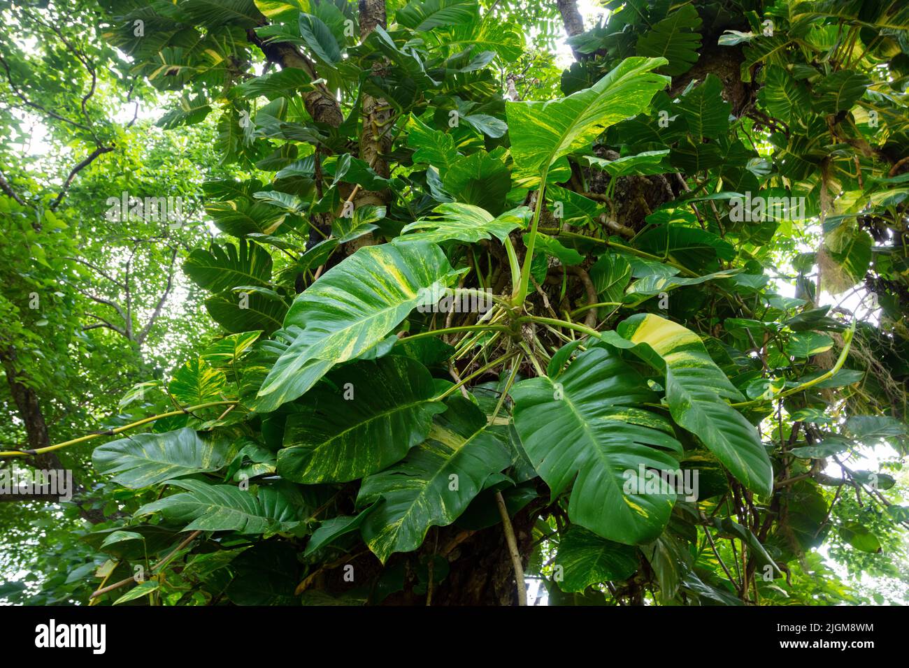 Araceae, Philodendreae, Philodendron viña en un árbol en el Parque Nacional Srilanna en la provincia de Mae Taeng no lejos de Chiang Mai, Tailandia Foto de stock