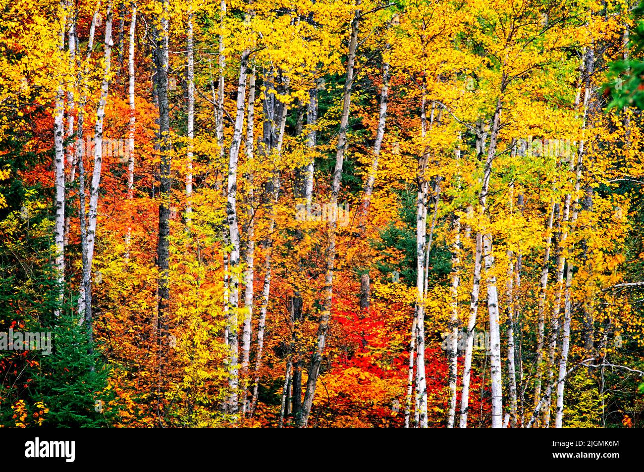 Un denso bosque en los bosques del norte de Minnesota muestra su color otoñal. Foto de stock