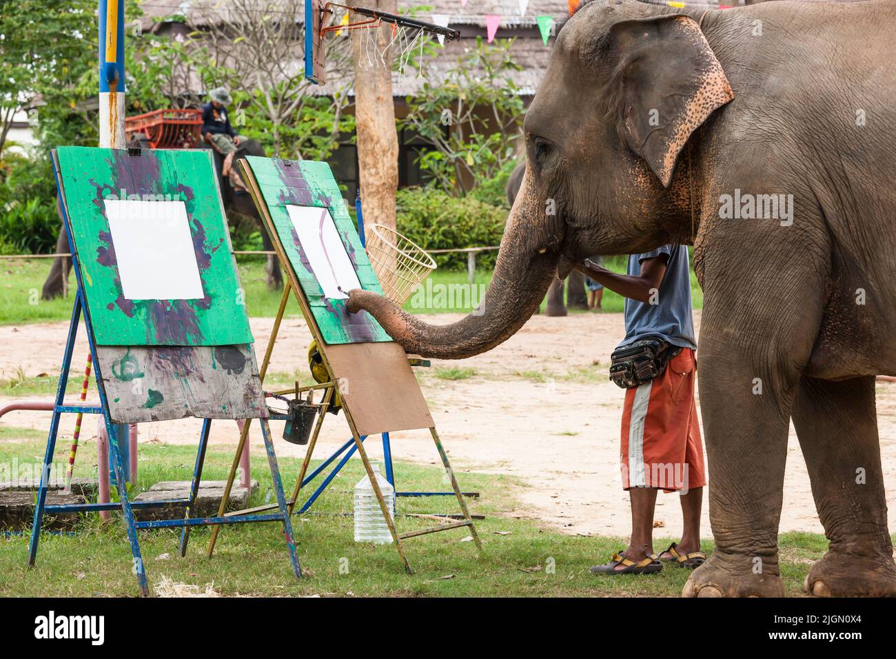 Elephant Village, espectáculo de elefantes, pintura, actuación, Surin, ISAN (Isaan), Tailandia, Sudeste Asiático, Asia Foto de stock