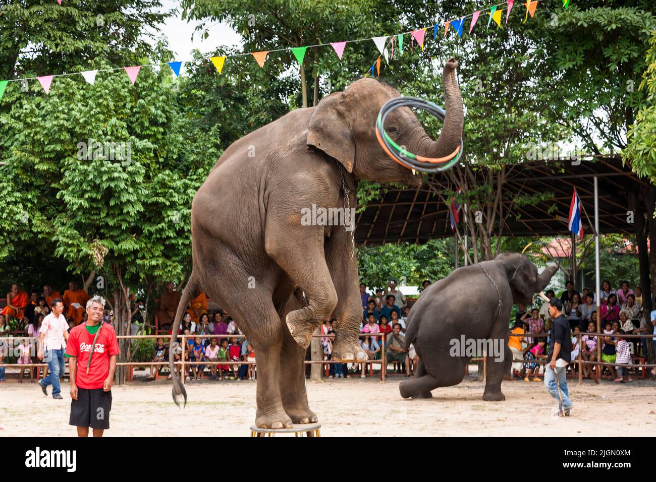 Elephant village, espectáculo de elefantes, juego de loop, actuación, surin, ISAN (Isaan), Tailandia, Sudeste Asiático, Asia Foto de stock