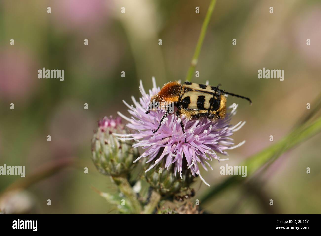 Un escarabajo de abeja extremadamente raro, Trichius fasciatus, alimentándose del polen de una flor de cardo. Foto de stock