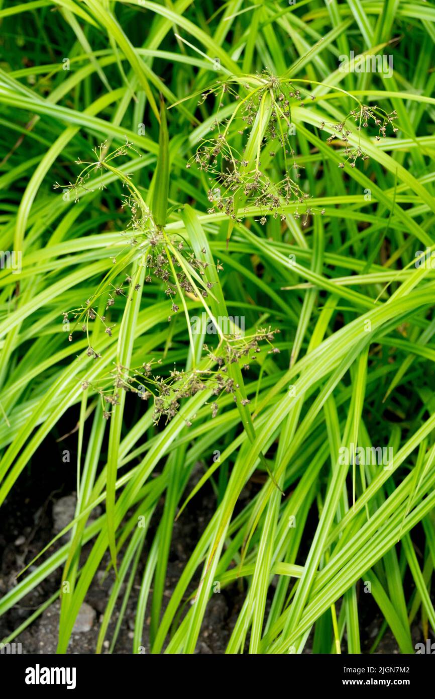 Scirpus sylvaticus, la fiebre del club de madera, los céspedes ornamentales, las hojas, la hierba, Jardín Foto de stock