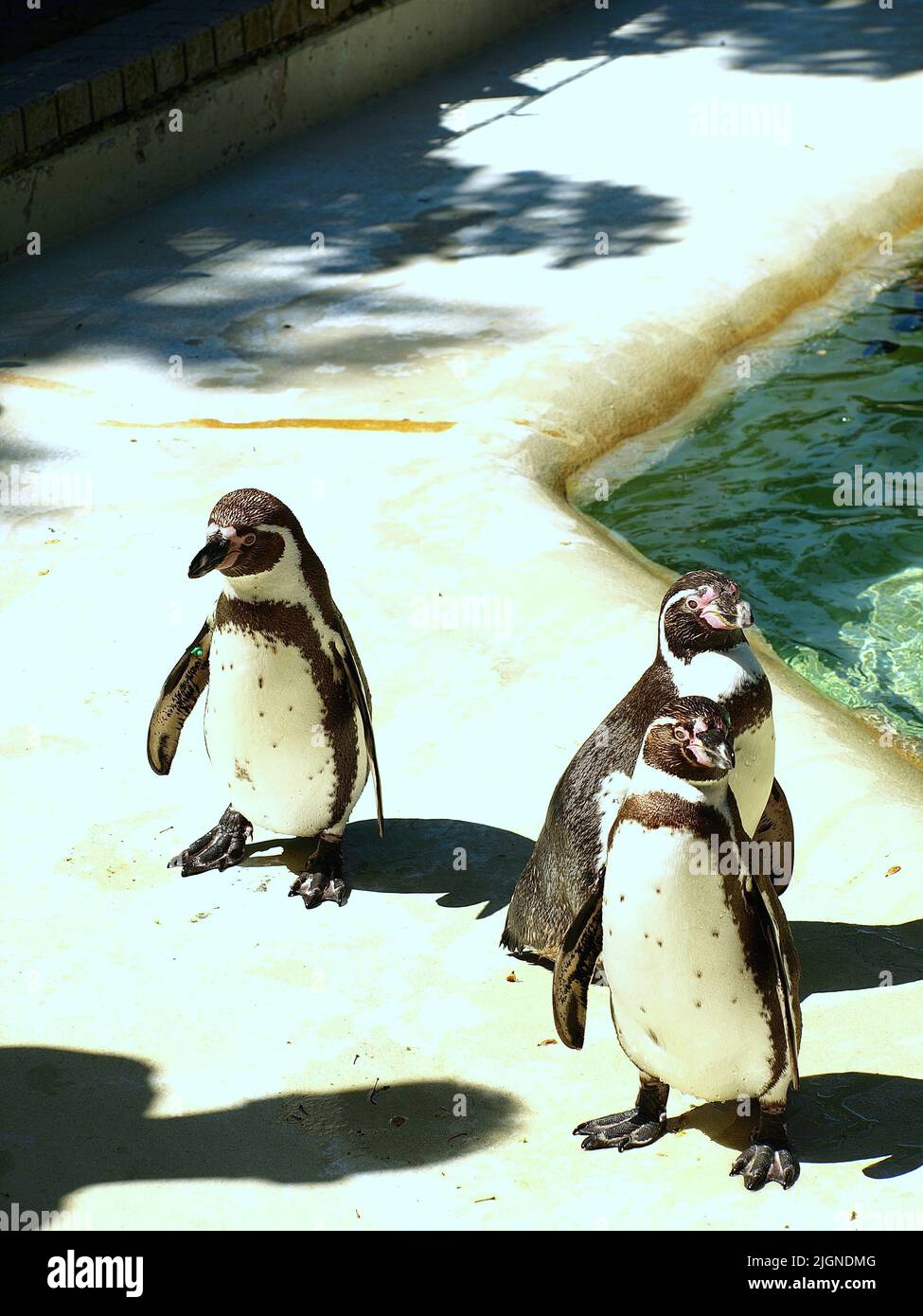 Pingüino caliente fotografías e imágenes de alta resolución - Alamy