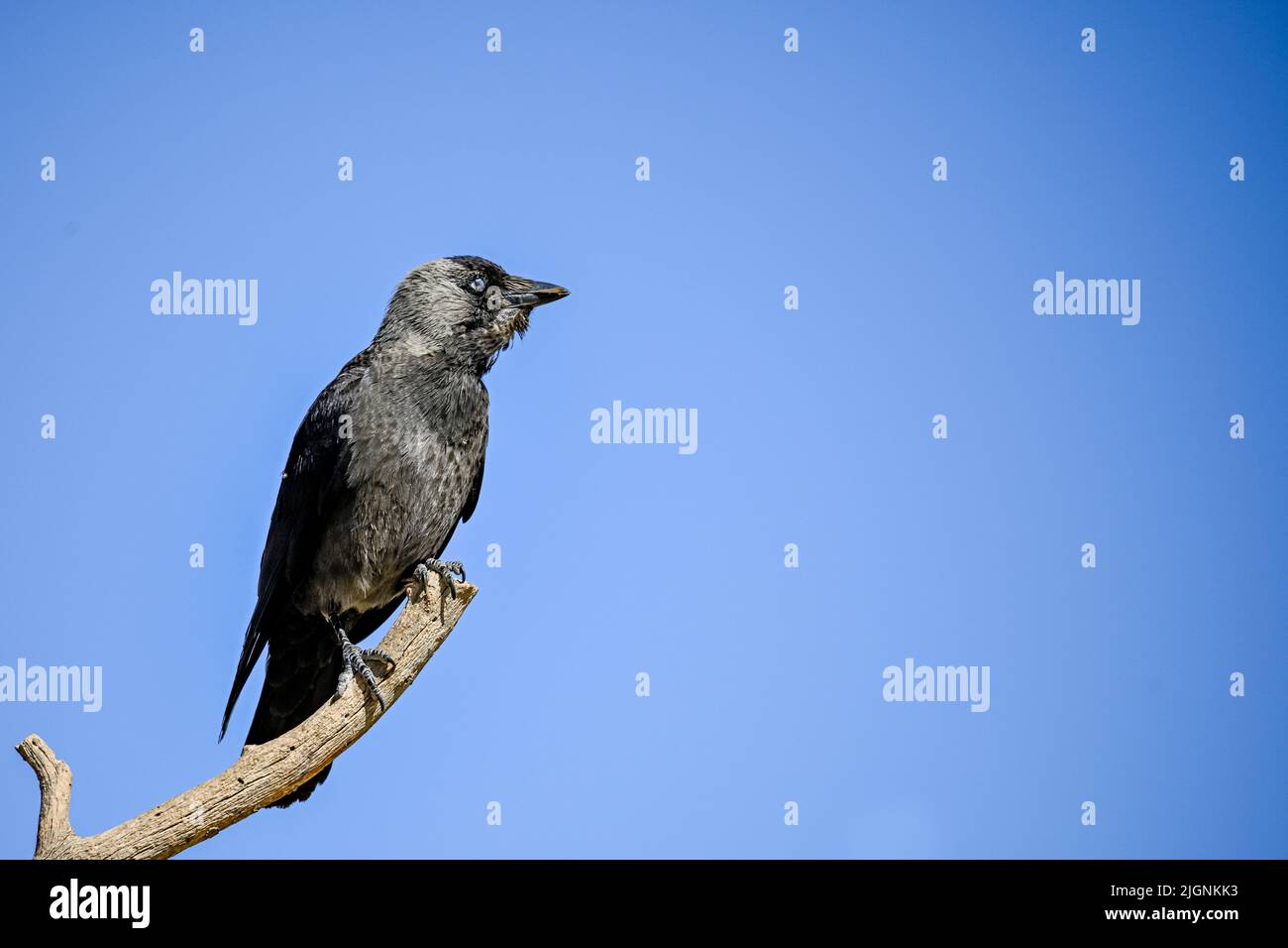 Coloeus monedula es una especie de ave paseriforme de la familia