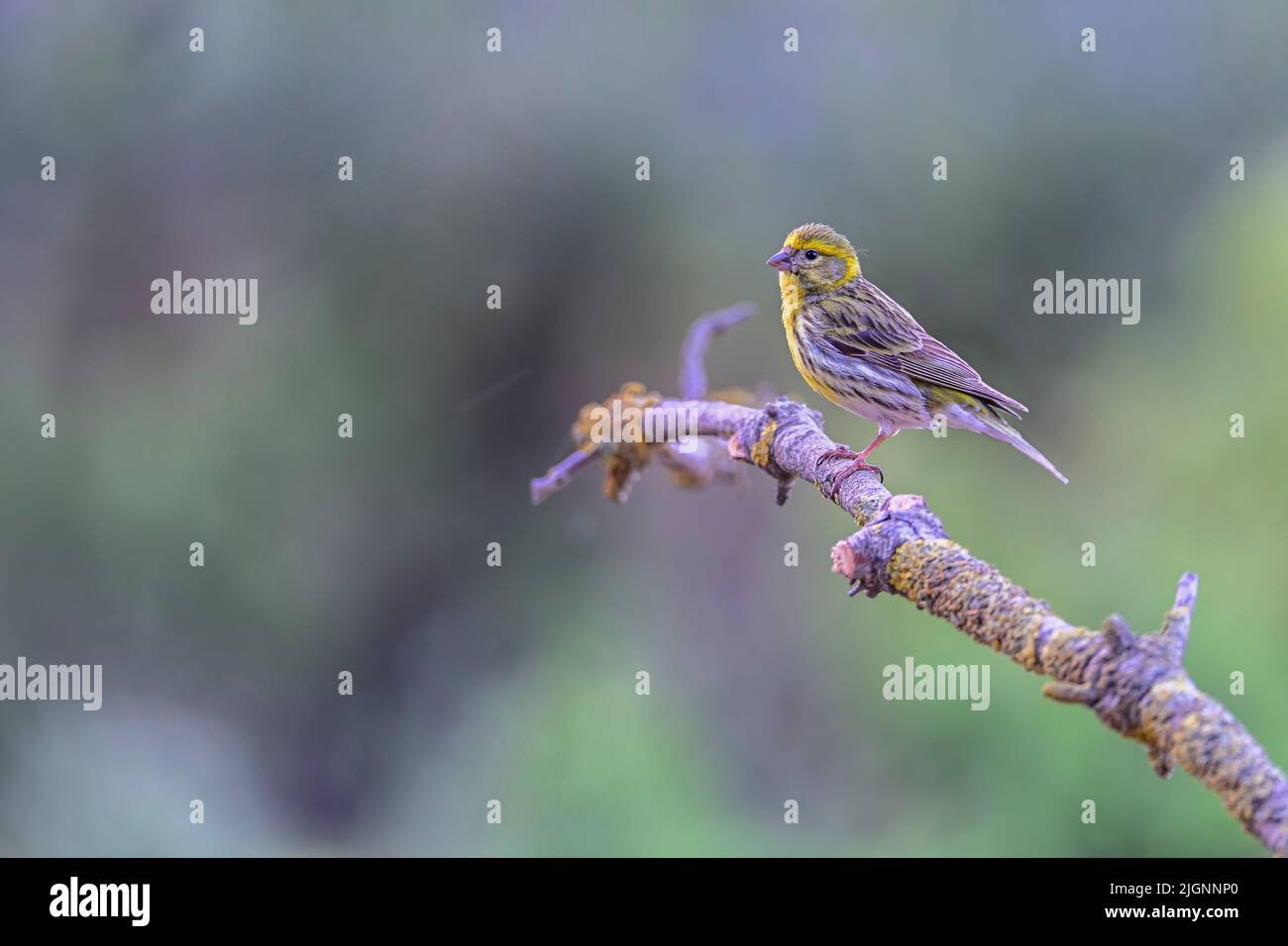 Serinus serinus es una especie de ave paseriforme perteneciente a la