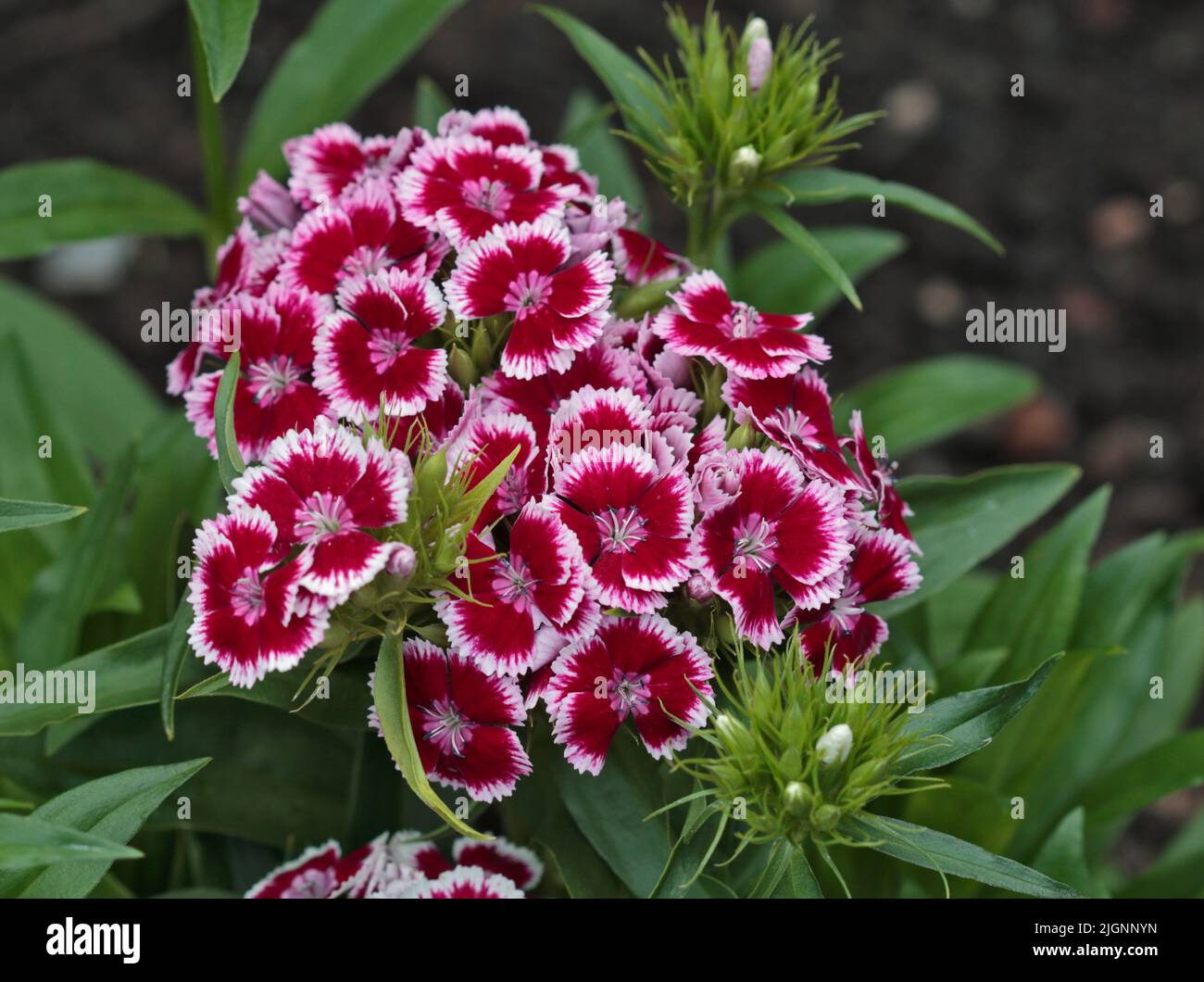 Dianthus Diabunda Picotee rojo (Sweet William) Foto de stock
