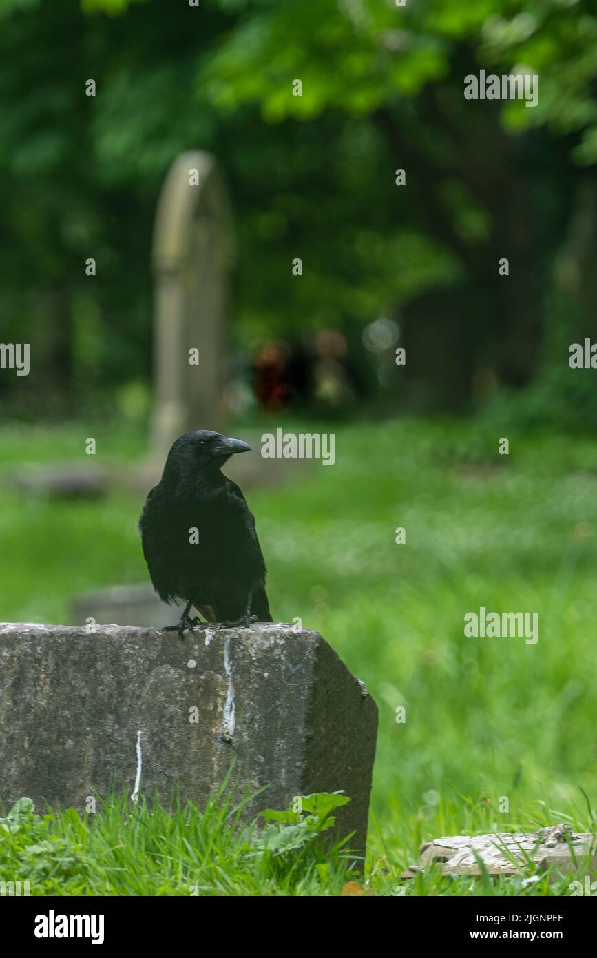 corvid en lápida grave Foto de stock