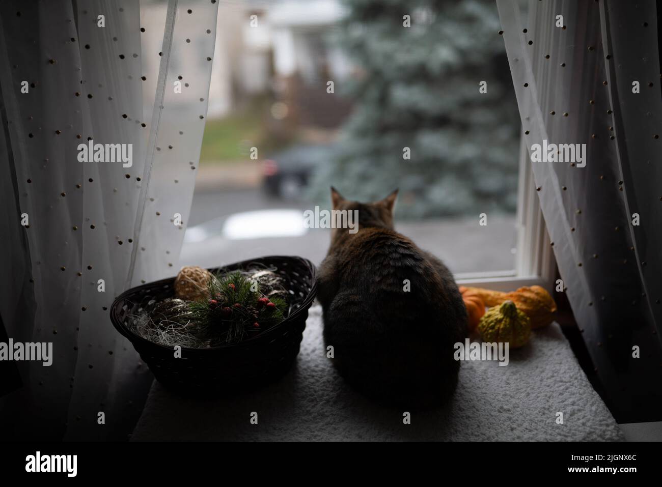 Sad looking cat out window fotografías e imágenes de alta resolución