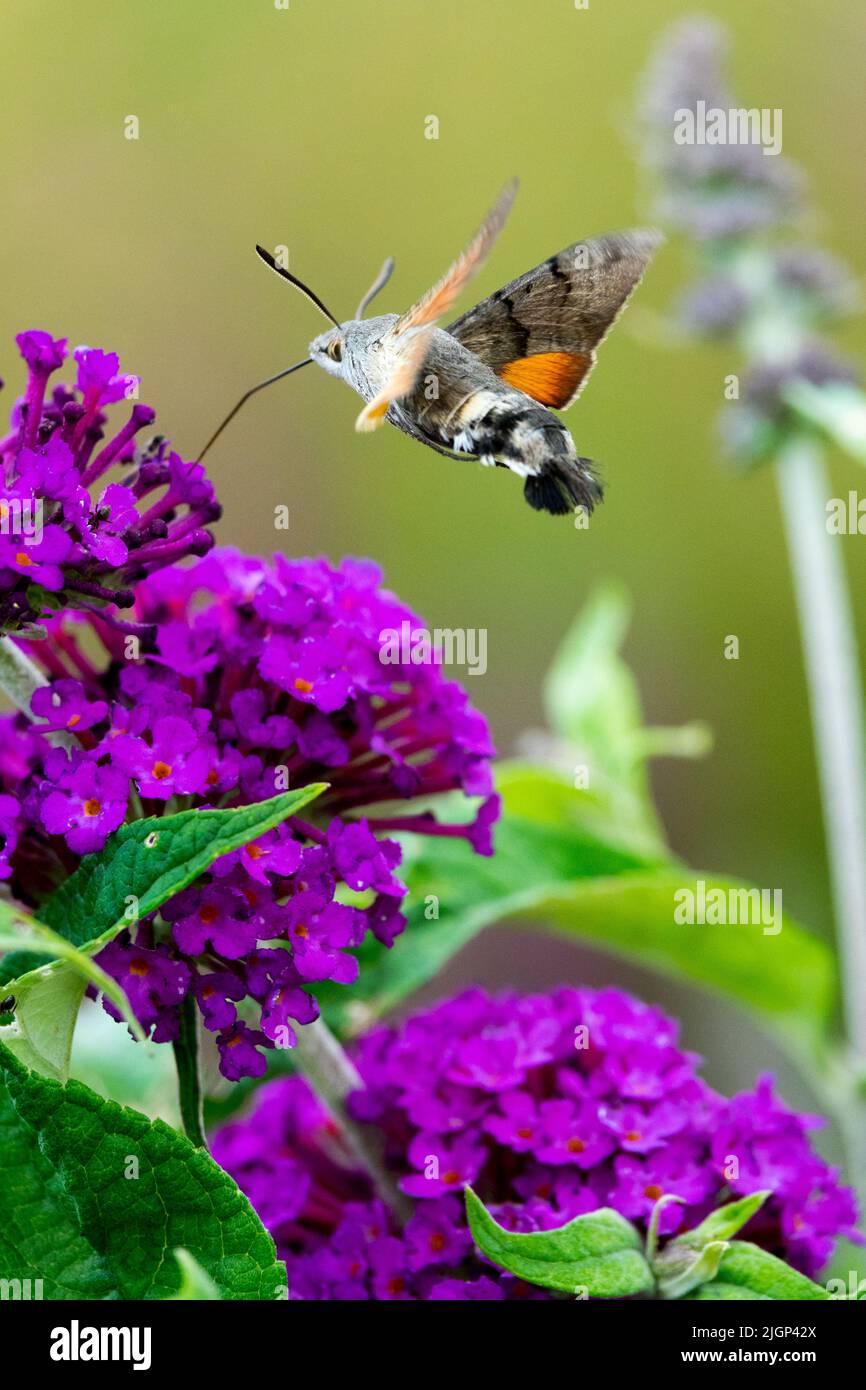 budleja de la polilla del halcón del colibrí, arbusto de la mariposa, Nectaring de Moth, lengua larga Proboscis Foto de stock